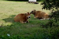 Jersey cows