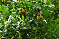 Jersey, Erdbeerbaum 