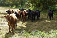Jersey, Jersey cows