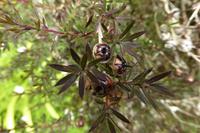 Jersey, der Garten von Grey Gables, Melaleuca Fruchtkapseln