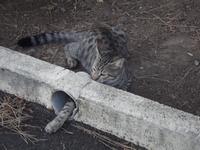 Katze im Hotel