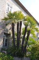 Klostergarten Cimiez, Nizza