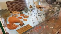 Korsika, Aleria, Museum