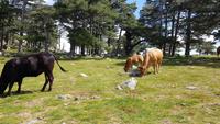 Korsika, Bavella Pass