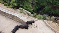 Korsika, Schweine nahe der Spelunca Schlucht
