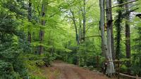 Korsika, Wanderung von Vizzavona Pass