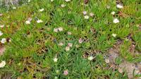 Korsika, afrikanische Mittagsblumen