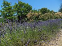 Lavendel 