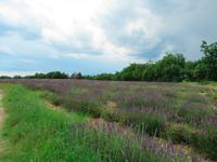 Lavendel Felder