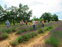 Lavendel Felder
