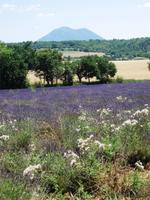 Lavendel