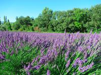 Lavendel