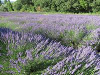 Lavendel