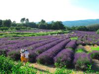 Lavendel