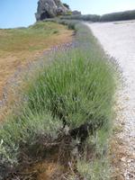 Les-Baux-de-Provence Lavendel