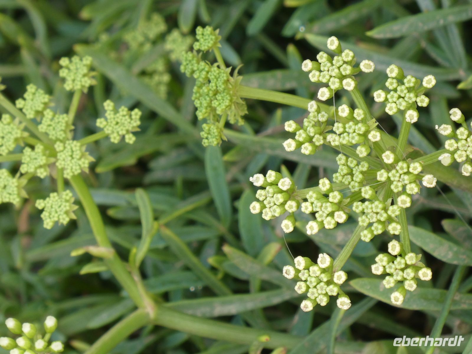 Meerfenchel