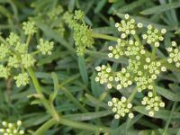 Meerfenchel