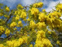 Mimosenblüte