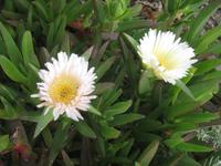 Mittagsblumen