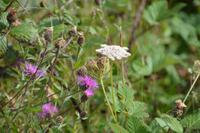 Natur am Wegesrand