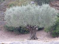 Olivenbaum