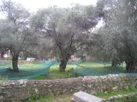 Olivenernte