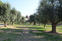 Olivengarten Cimiez, Nizza