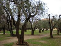 Olivengarten Nizza