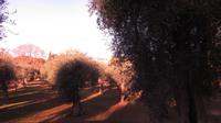 Olivengarten Nizza