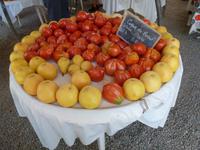 Ostriconi -  Frische Ernte