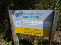 Ostriconi