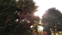 Palmen im Klostergarten Nizza