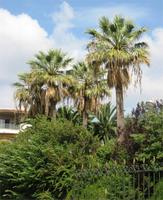 Palmen in Nizza