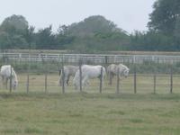Pferde der Camargue