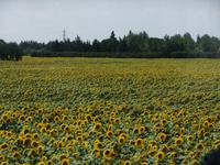 Provence, Sonnenblumen