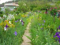 Samstag, 23.5.2015 Giverny, Fondation Claude Monet, Hausgarten