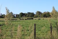 Schwarze Stiere der Camargue