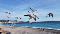 Silvester in Nizza - Perlen der Cote d' Azur (501)