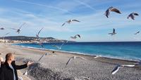 Silvester in Nizza - Perlen der Cote d' Azur (502)