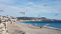 Silvester in Nizza - Perlen der Cote d' Azur (564)