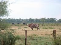 Stier auf dem Rückzug