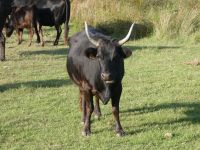 Stiere der Camargue 
