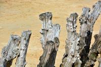 Stillleben am Strand