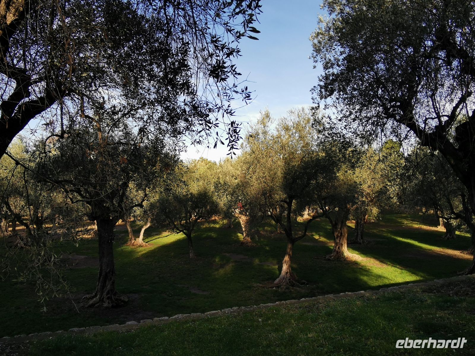 Tag 2 Nizza- Cimiez, Olivenhain