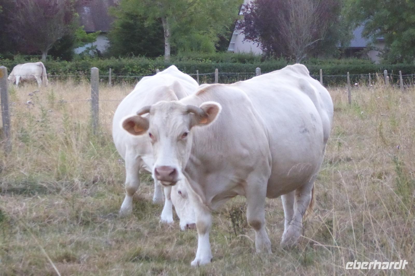 Tag 3 Kühe 