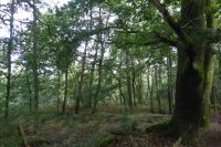 Tag 3 Wanderung im Wald von Brocéliande