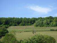 Tag 5 - 6 - Weinprobe im Chablis-Gebiet (1)