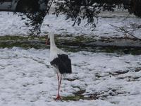 Tag 5 - Tierbeobachtungen im Parc de l'Orangerie (3)