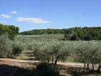 Tag 7 - 3 - Spaziergang durch den Olivenhain in MouriÃ¨s (4)