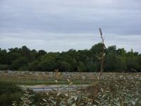 Tag 8 - 2 Steinreihen von Carnac (1)
